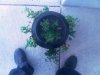 RoseMary1.jpg