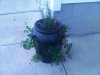 RoseMary2.jpg
