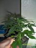 100_0550.jpg