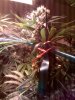 the big pinched bud.jpg