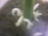 Insane clone roots.jpg