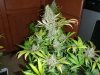 FLower day 61 (22).jpg