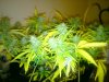 DSC00110.jpg