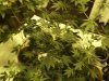 flowering 011.jpg
