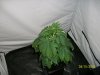 100_0547.jpg