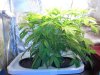 plant 299.jpg
