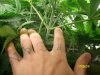 start of nutrients 003.jpg