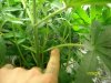 start of nutrients 004.jpg
