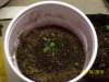 grow 061.jpg