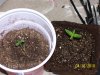 grow 069.jpg