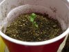 grow 057.jpg
