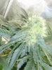tokeymctokems-albums-first-grow-aerogarden-picture120106-p4160014.jpg