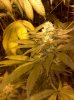 Grand Daddy Purp.jpg