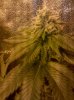 Bubba Kush.jpg