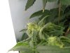 plant1-2.jpg