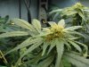 plant2-1.jpg
