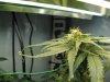 plant2-4.jpg