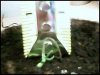 Herbology 059.jpg