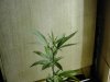 IMG_0029b.jpg