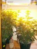 Grow Room all plants.JPG