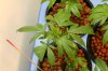 black domina week2day 5.jpg