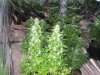 2nd crop 005.jpg