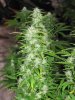 2nd crop 003.jpg