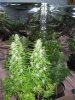 2nd crop 001.jpg
