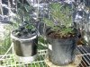 2010 grow #1 023.jpg