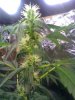 green 010.jpg