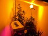 DSC01397.jpg