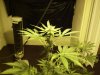 flowering 001.jpg
