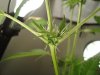 smokey1115-albums-first-grow-picture120768-dsc06416.jpg