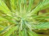 smokey1115-albums-first-grow-picture120776-dsc06427-1.jpg