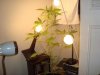 smokey1115-albums-first-grow-picture120774-dsc06429.jpg