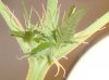 smokey1115-albums-first-grow-picture120775-dsc06432-1.jpg