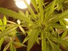 smokey1115-albums-first-grow-picture120764-dsc06410.jpg