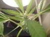 smokey1115-albums-first-grow-picture120769-dsc06419.jpg