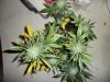 White Widow 4-20.jpg
