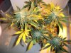 Shiva Skunk 4-20.jpg