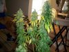 yungmoolababy-albums-3rd-grow-3-trees-1-400w-hps-picture879895-right-before-chop-chop.jpg