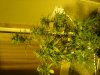 DSC02043.jpg