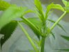 plant 001.jpg