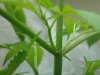 plant 004.jpg
