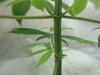 plant 003.jpg