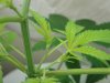 plant 002.jpg