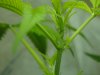 plant 005.jpg
