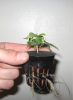 plant02.png