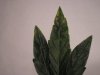 poorsickleaf2.jpg