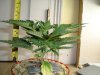 DSC01897.jpg